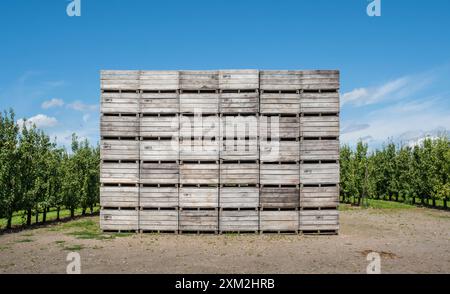 Kisten fŸr die Birnenernte in einer Birnenplantage bei Borgloon in der Provinz Limburg in Belgien *** Ochsen zur Birnenernte in einer Birnenplantage nea Stockfoto