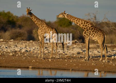 Männliche Giraffe (Giraffa camelopardalis), die überprüft, ob ein Weibchen in einem Östrus an einem Wasserloch im Etosha-Nationalpark, Namibia, lebt Stockfoto