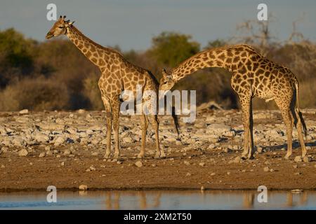 Männliche Giraffe (Giraffa camelopardalis), die überprüft, ob ein Weibchen in einem Östrus an einem Wasserloch im Etosha-Nationalpark, Namibia, lebt Stockfoto