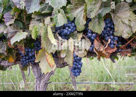 Hellgrün-grüne Reben mit violetten Trauben sind Teil eines großen Weinbergs hoch am Berg Stockfoto
