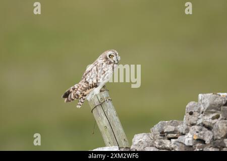 Kurzohr-Eule in den Yorkshire Dales Stockfoto