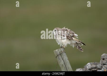 Kurzohr-Eule in den Yorkshire Dales Stockfoto