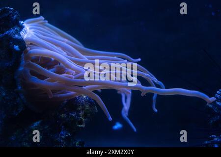 Seeanemone im blauen Wasser. Unterwasseraquarium Stockfoto