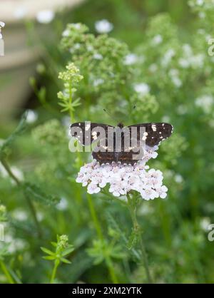 Karte (Schmetterling) Araschnia Levana Springform Stockfoto