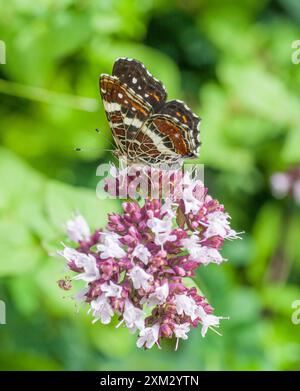 Karte (Schmetterling) Araschnia Levana Springform Stockfoto