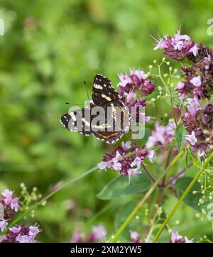 Karte (Schmetterling) Araschnia Levana Springform Stockfoto