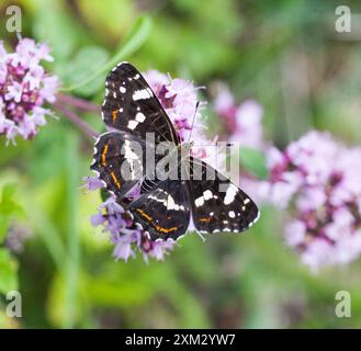 Karte (Schmetterling) Araschnia Levana Springform Stockfoto