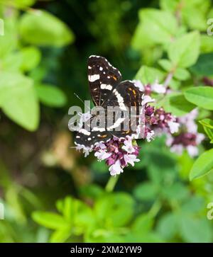 Karte (Schmetterling) Araschnia Levana Springform Stockfoto