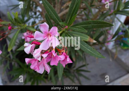 Leuchtend rosa Oleander Blüten schöne giftige Blüte blüht in einem Cluster am Ende des Zweiges mit 5 Blütenblättern, duftend. Blühen Sie das ganze Jahr über Stockfoto