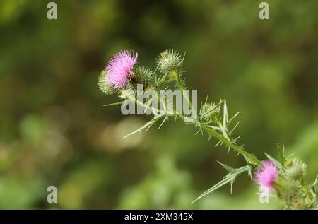 Stachelige plumeless Distel (Carduus acanthoides) Stockfoto