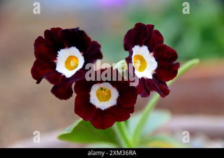 Dunkelbraune Primula Auricula „Matley“ Blumen, die im Alpine House im RHS Garden Harlow Carr, Harrogate, Yorkshire, England, Großbritannien angebaut werden. Stockfoto