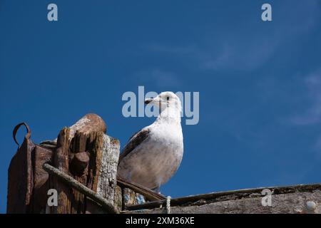 Sea Gull in hastings East Sussex Stockfoto