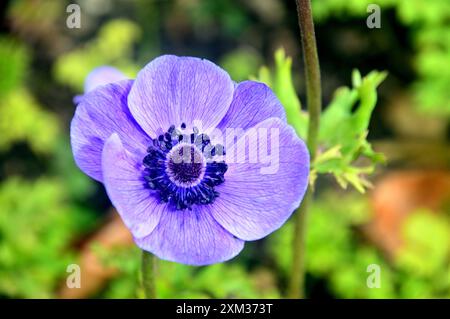 Flieder/Mauve/Purple Anemone Coronaria „Windflower“, angebaut in the Borders at RHS Garden Harlow Carr, Harrogate, Yorkshire, England, UK Stockfoto