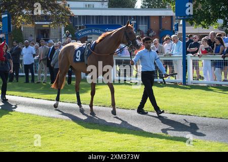 Windsor, Berkshire, Großbritannien. Juli 2024. Horse Star of Mehmas im Pre-Parade-Ring, bevor er auf der Royal Windsor Racecourse in Windsor, Berkshire, in den EBF Fillies's Restricted Stakes (Klasse 5) (für Pferde in den Bands C und D) (EBF Restricted Race Qualifier) antrat. Eigentümer Jaber Abdullah, Trainer Richard Hughes, Upper Lambourn, Züchter und Sponsor Stratford Place Stud Kredit: Maureen McLean/Alamy Stockfoto