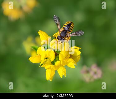 Eine europäische Wollbiene, Anthidium manicatum Weibchen, sammelt Nektar aus gelben Lotus corniculatus Blüten in einem Garten, Deutschland Stockfoto