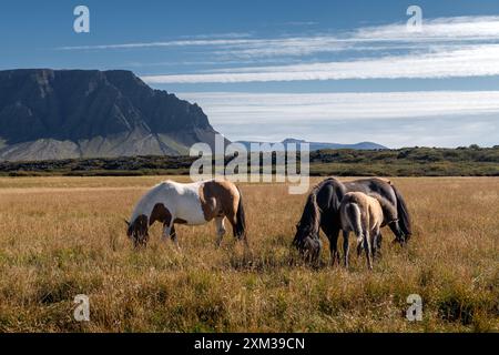 Pferde, die an einem sonnigen Tag im Grasfeld weiden, mit Bergen im Hintergrund Stockfoto