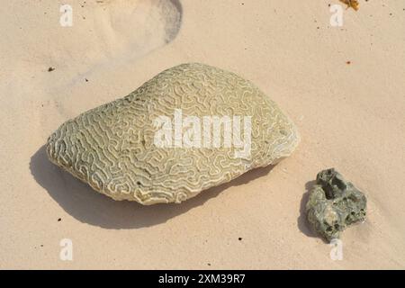 Das Korallenriff wurde am Strand mit feinem Sand gespült Stockfoto