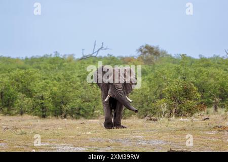 Wütender afrikanischer Buschelefant: Vorderansicht im Kruger-Nationalpark, Südafrika; Specie Loxodonta africana Familie der Elephantidae Stockfoto