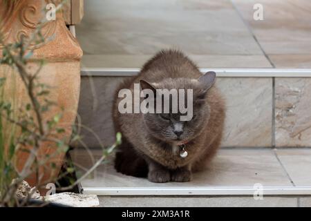 Hauskatze sitzt auf der Treppe und schläft. Stockfoto
