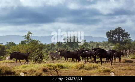 Gruppe von Blauen Gnus und Flachzebras im Kruger-Nationalpark, Südafrika; Specie Connochaetes taurinus Familie der Bovidae Stockfoto