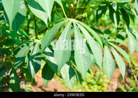 Maniokblätter werden normalerweise von den Einheimischen als Gemüse konsumiert. Stockfoto