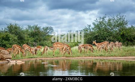 Kleine Gruppe von Common Impala entlang der Wasserstelle im Kruger-Nationalpark, Südafrika; Specie Aepyceros melampus Familie der Bovidae Stockfoto