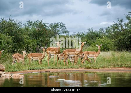 Kleine Gruppe von Common Impala entlang der Wasserstelle im Kruger-Nationalpark, Südafrika; Specie Aepyceros melampus Familie der Bovidae Stockfoto