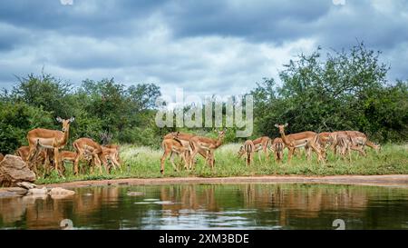 Kleine Gruppe von Common Impala entlang der Wasserstelle im Kruger-Nationalpark, Südafrika; Specie Aepyceros melampus Familie der Bovidae Stockfoto