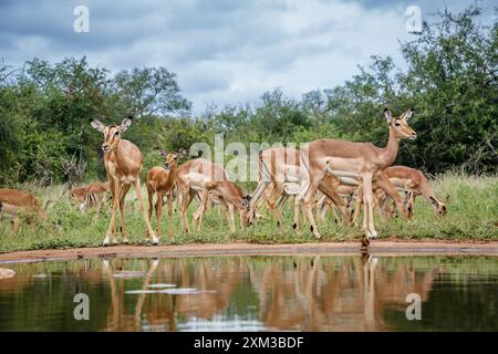 Kleine Gruppe von Common Impala entlang der Wasserstelle im Kruger-Nationalpark, Südafrika; Specie Aepyceros melampus Familie der Bovidae Stockfoto