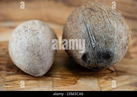 Getrocknete Kopra-Zellstoff und Seile aus Fasern der Kokosnuss Cocos nucifera Stockfoto