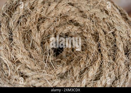 Getrocknete Kopra-Zellstoff und Seile aus Fasern der Kokosnuss Cocos nucifera Stockfoto