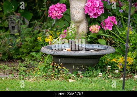 Der Schwarzvogel (Turdus merula), der in einem Gartenbad im Frount einiger großer rosa Blüten badt. Stockfoto