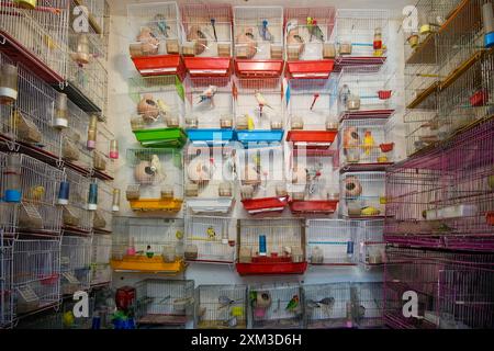 Innenraum eines Vogelhändlers auf dem Ka Faroshi Markt in Kabul, Afghanistan Stockfoto