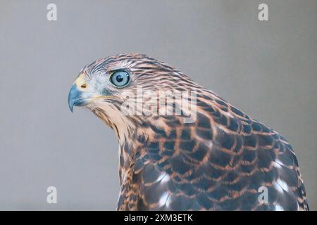 Cooper's Hawk Stockfoto