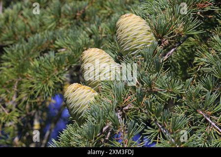 Weibliche Kegel und Blätter der himalayazeder, Cedrus deodara, Pinaceae Stockfoto