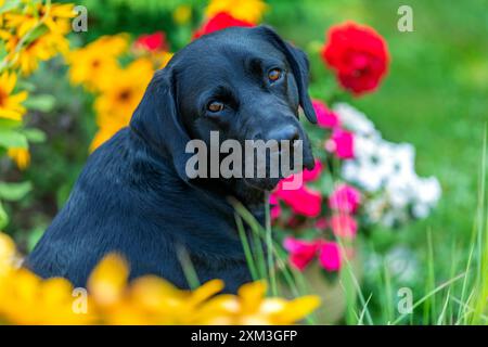 Porträt eines Labrador Retriever Stockfoto