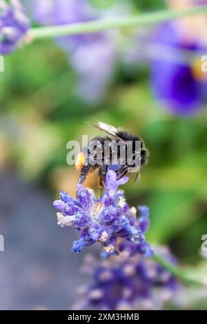 Die Schönheit einer Hummel, die an einem sonnigen Tag eine Blume bestäubt Stockfoto