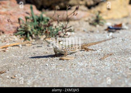 Eidechse an einem Strand in Italien Stockfoto