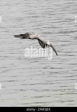Brauner Pelikan, Braunpelikan, Pélican brun, Pelecanus occidentalis, barna gödény, Puerto López, Provinz Manabí, Ecuador, Südamerika Stockfoto