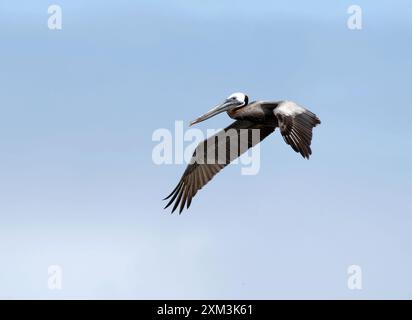 Brauner Pelikan, Braunpelikan, Pélican brun, Pelecanus occidentalis, barna gödény, Puerto López, Provinz Manabí, Ecuador, Südamerika Stockfoto