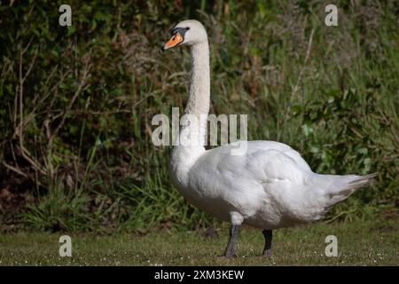 Eine Nahaufnahme eines stummen Schwans, Cygnus olor. Es ist ein Foto in voller Länge, während der Vogel auf Gras mit einem unscharfen, unscharfen Hintergrund steht Stockfoto