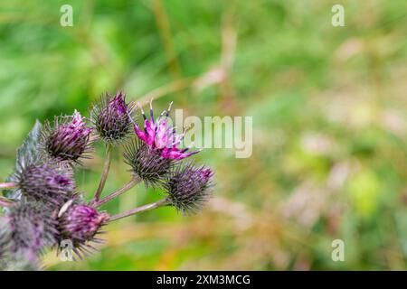 Nahaufnahme einer Klettenblüte mit violetten Blüten und spitzen Knospen vor einem unscharfen grünen Hintergrund Stockfoto