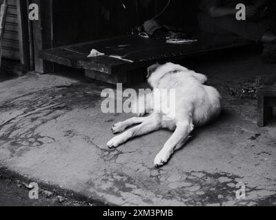 Ein weißer Hund liegt auf dem Boden vor einem Gebäude. Der Hund scheint müde zu sein und legt sich hin Stockfoto