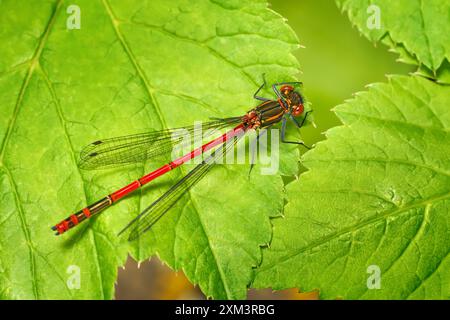Large Red Damselfly (Pyrrhosoma nymphula) male sitting on green leaves Stockfoto