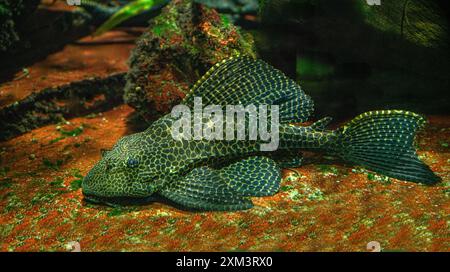 Pterygoplichthys gibbiceps ist eine Art gepanzerter Welse, die in Brasilien, Ecuador, Peru und Venezuela beheimatet ist und dort im Orinoco- und Amazonasbecken vorkommt Stockfoto