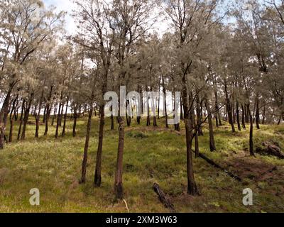 Ein Wald mit Bäumen, die meist braun und grün sind. Die Bäume sind im gesamten Gebiet verstreut, einige stehen hoch und andere kürzer Stockfoto