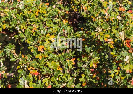 Textur der Pflanze eingebettet in Felsen im Vordergrund, beleuchtet mit natürlichem Licht. Stockfoto