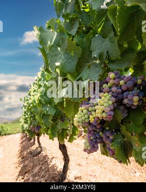 Veraison in einem Weinberg. Trauben mit Beeren, die die Reifephase beginnen. Traditionelle Landwirtschaft. Sardinien. Stockfoto