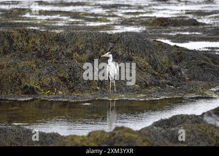 Graureiher (Ardea cinerea) am Rande eines Felsenpools, reflektiert im Wasser, mit Algen und Felsen Hintergrund, aufgenommen auf der Isle of man Stockfoto