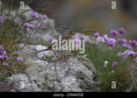 Mittleres Vordergrundbild einer Felsenpipit (Anthus pratensis) auf dem Küstenfelsen im rechten Profil, zwischen Gras und Seebrücke, aufgenommen in Großbritannien Stockfoto